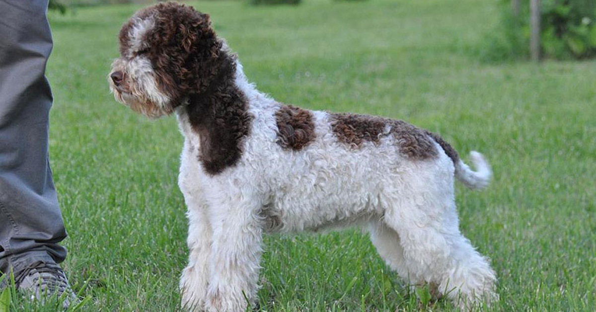 cane durante la ricerca dei tartufi