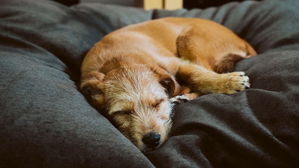 cane anziano che dorme