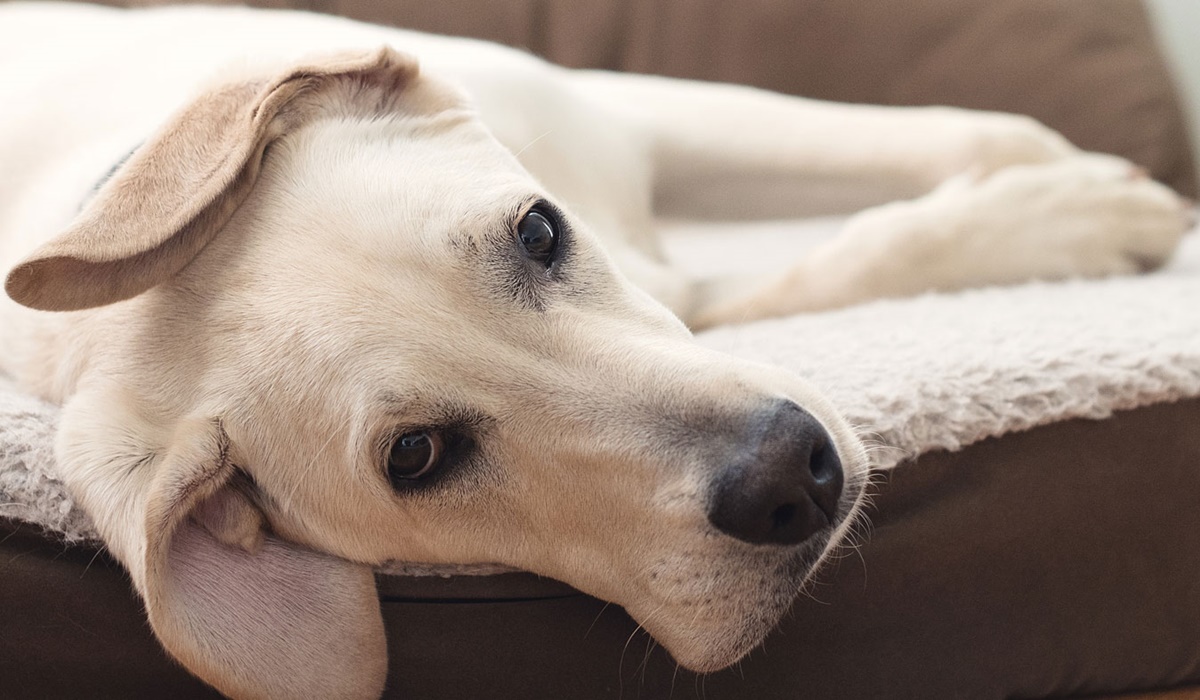 materasso per cani