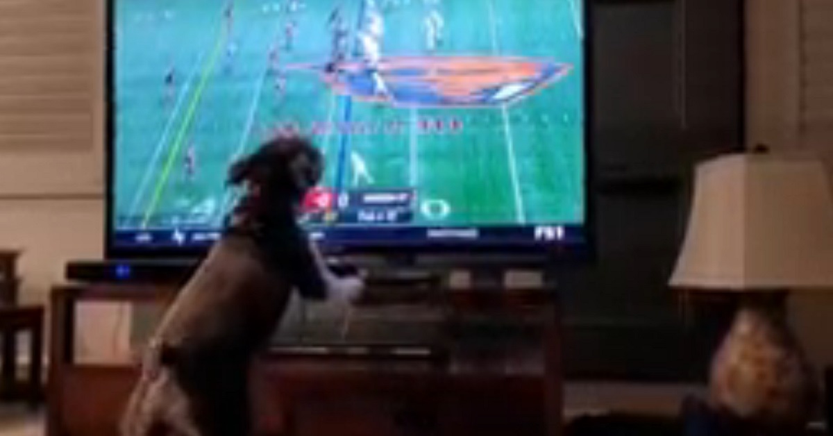 Lo schnauzer nano che adora guardare il football in tv  (VIDEO)