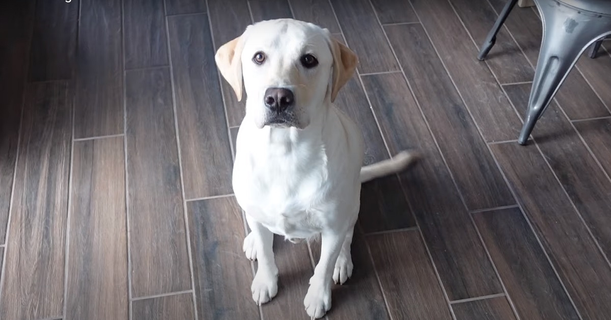 Scout, il cucciolo di Labrador che visita per la prima volta un autolavaggio (VIDEO)
