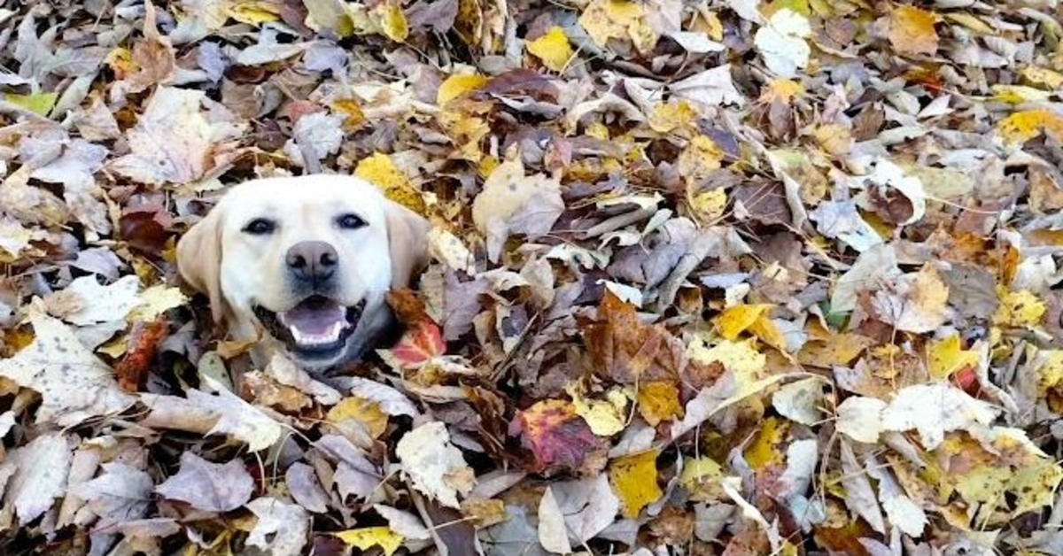 labrador in mezzo alle foglie sorriso