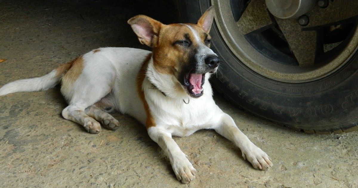 cucciolo di cane ha paura dell'auto