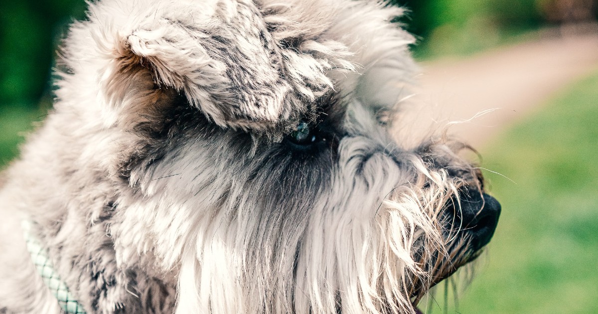 cuccioli di schnauzer