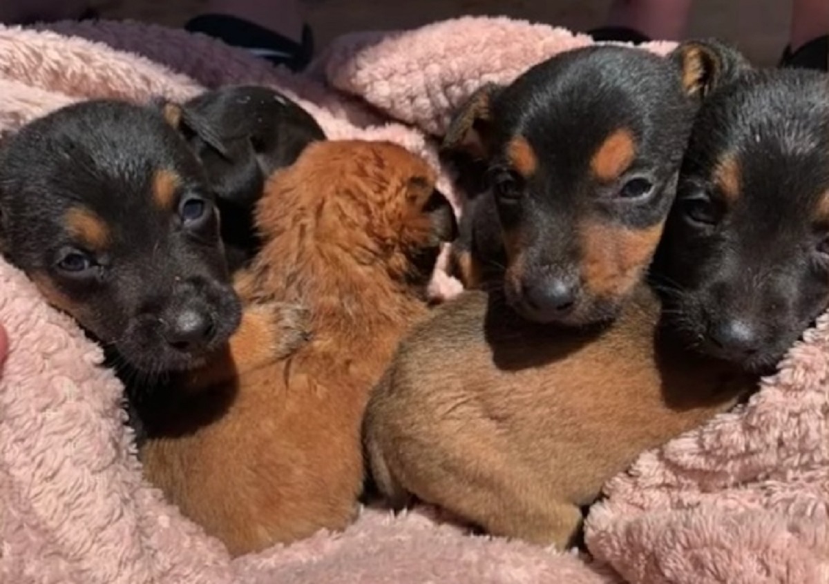 cuccioli cane cercano casa olsen