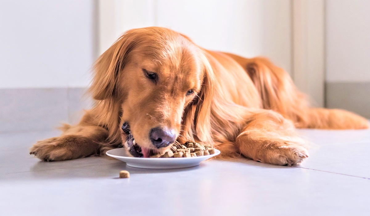 golden retriever alimentazione