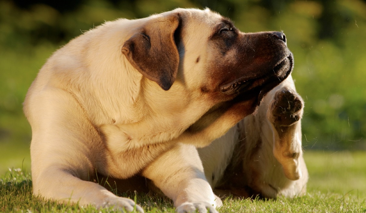 cane che si gratta continuamente