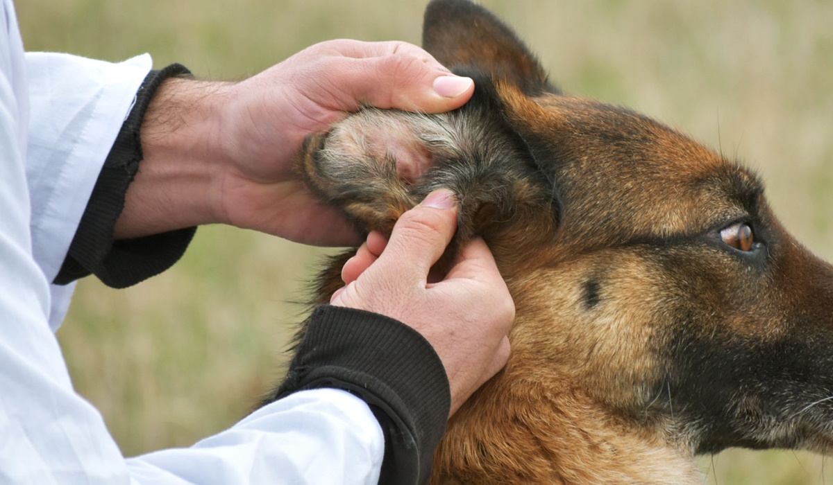 acari nell'orecchio del cane