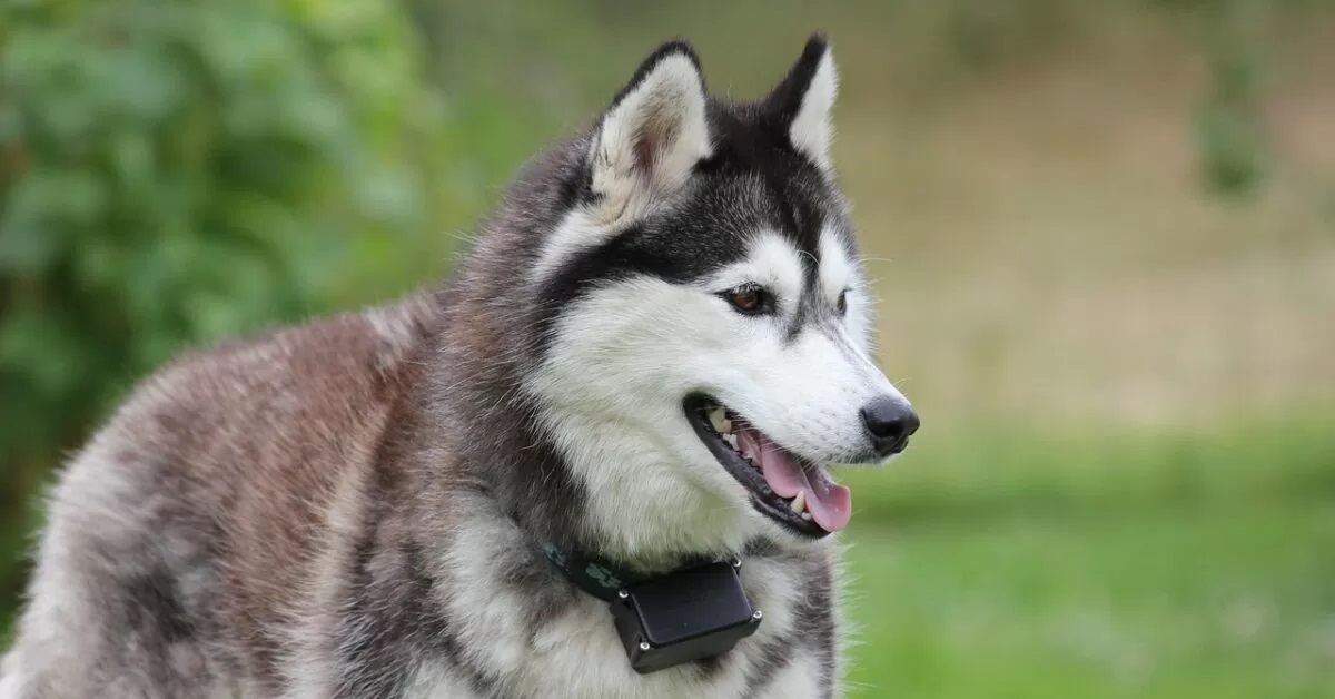 Sox, l’Husky che ama viaggiare in motocicletta assieme al suo proprietario (VIDEO)