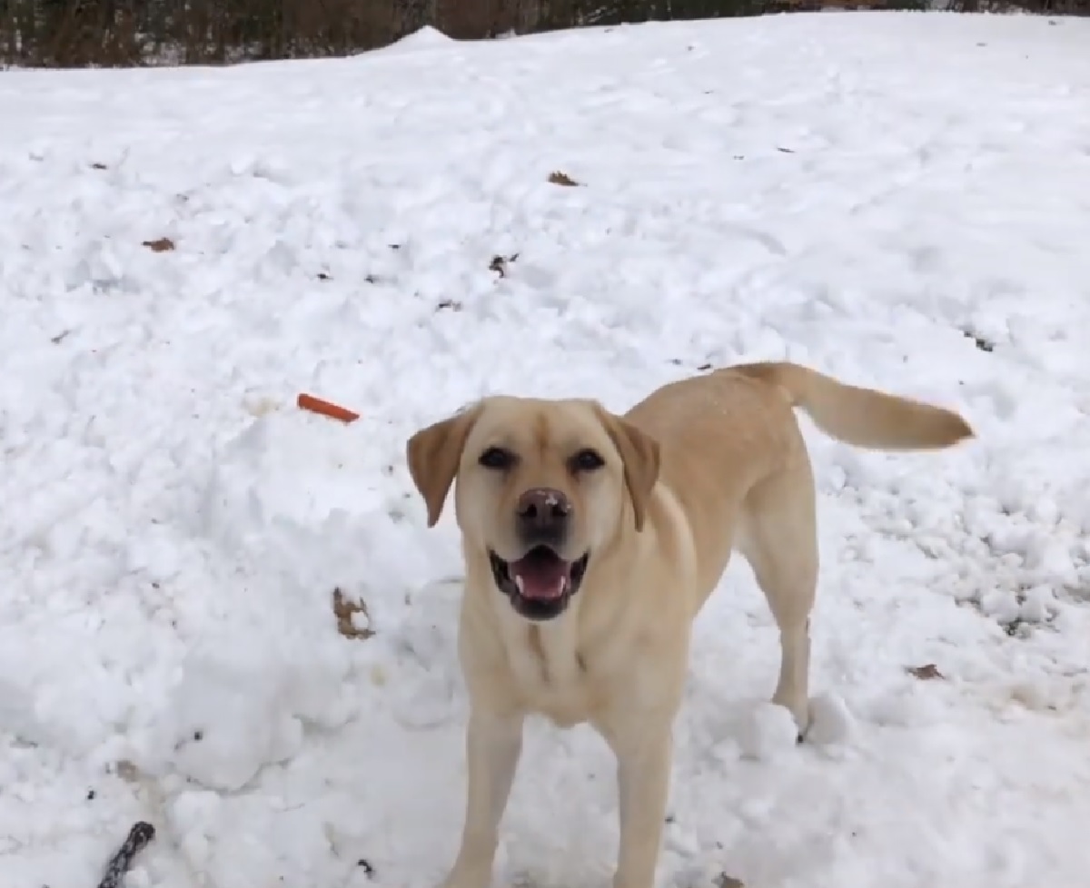 stella cagnolina video popolare