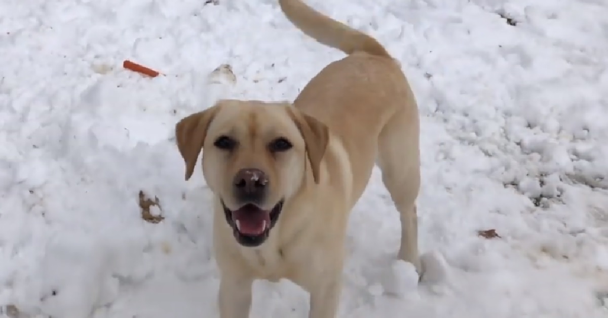 Stella, la cucciola Labrador ce l’ha con i pupazzi di neve (VIDEO)