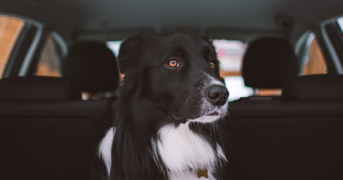 Cucciolo di cane ha paura dell’auto: perché e come farlo tranquillizzare