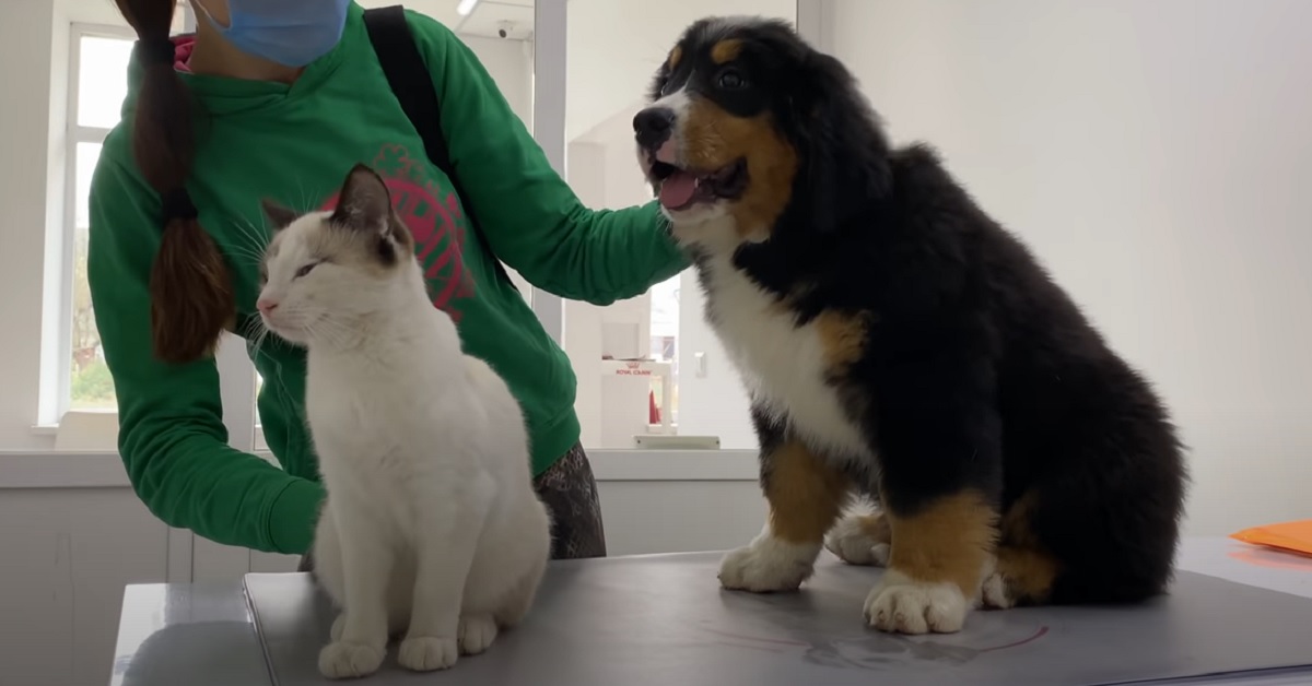 Teddy, il bovaro del bernese va dal veterinario per la prima volta (VIDEO)