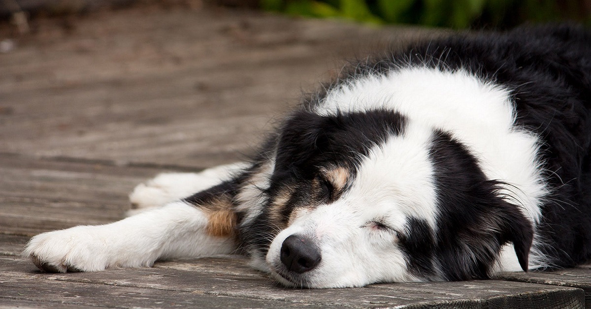 Testicoli neri nel cane bianco, cause e rimedi per il nostro amico a quattro zampe