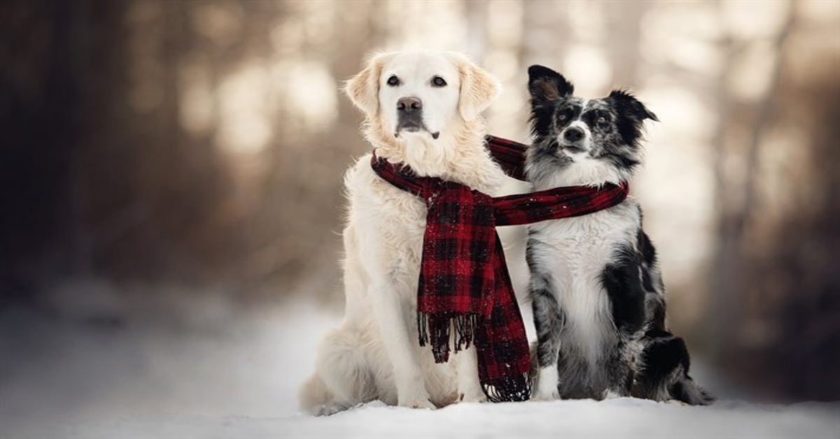 La triste reazione di una cucciola di Border Collie quando riconosce in un filmato il suo migliore amico morto (VIDEO)