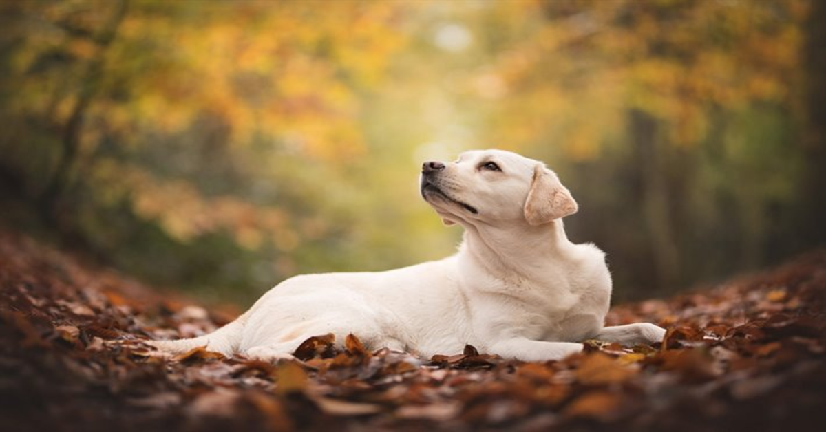 Il dolcissimo Labrador che adora le foglie (VIDEO)