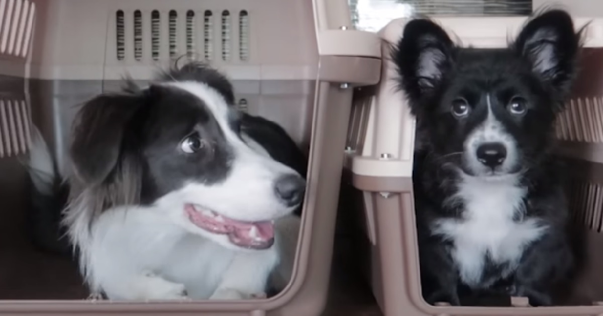 Tido e Sola, due cuccioli inseparabili anche nel momento più difficile (VIDEO)