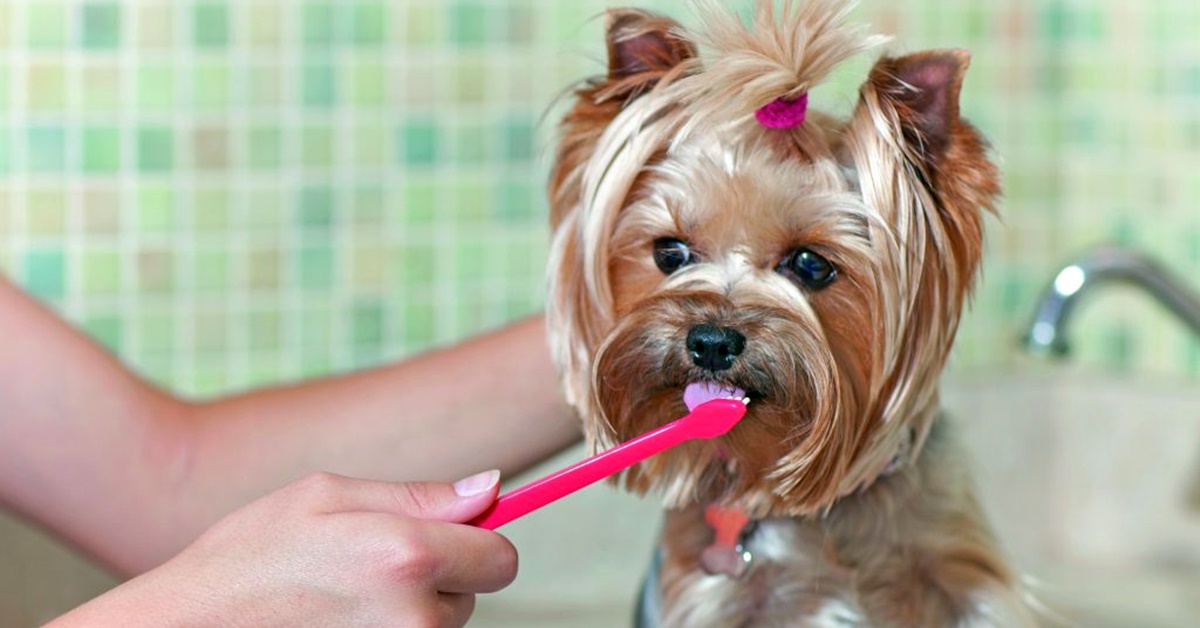 Togliere il tartaro dai denti dei cani: tutti i metodi per farlo e come curare la loro bocca