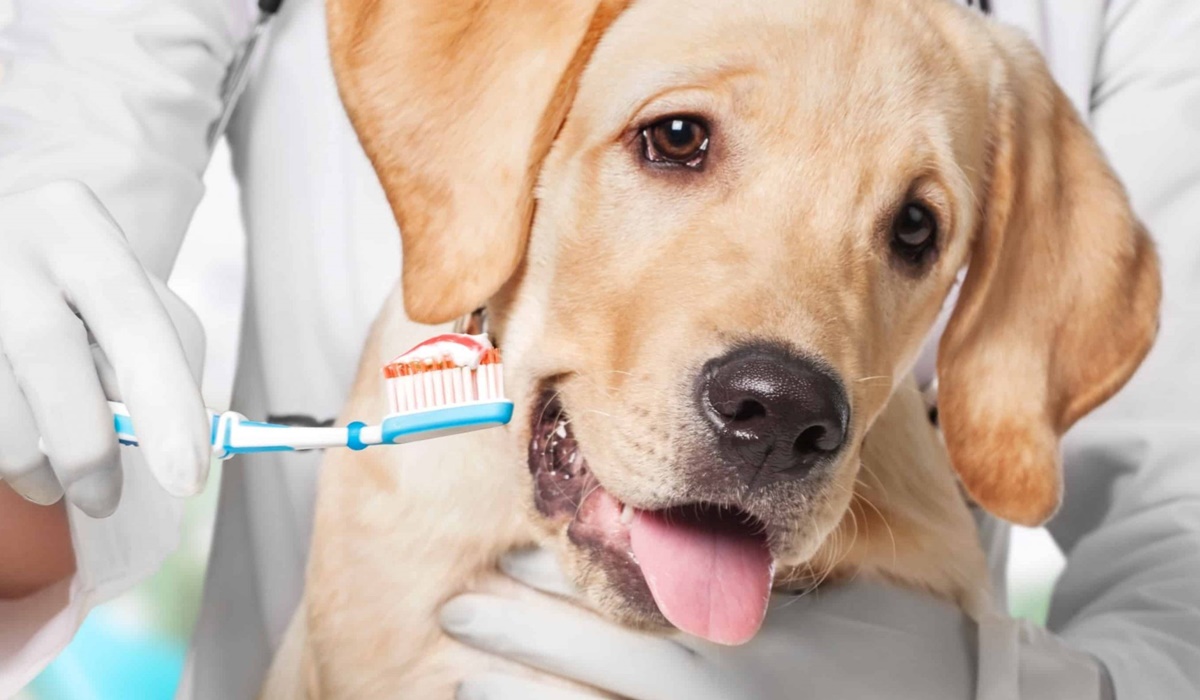 pulire i denti a un cucciolo di cane