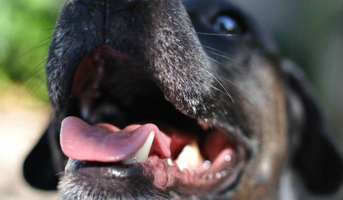denti dei cani