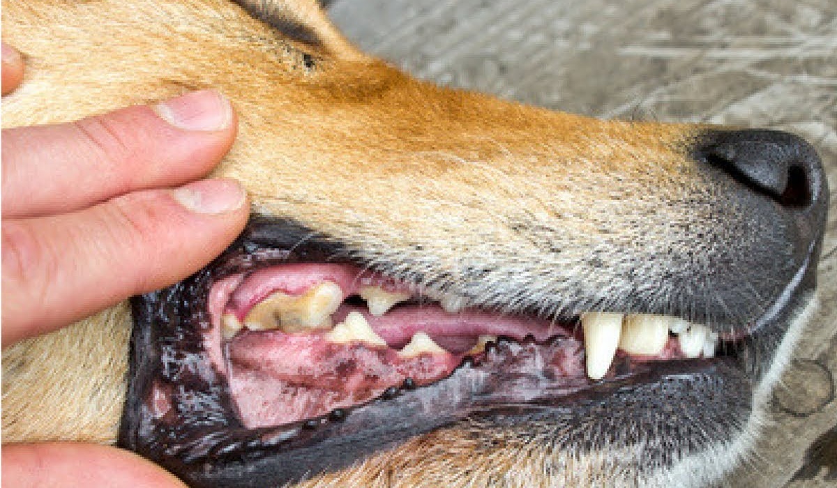 cane con i denti gialli