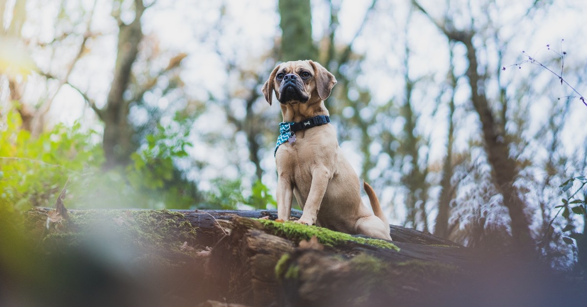 cuccioli di puggle