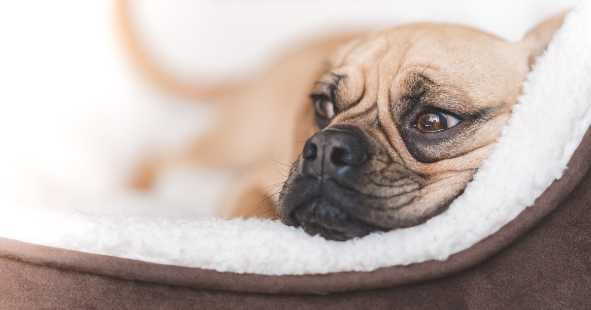 cuccioli di puggle