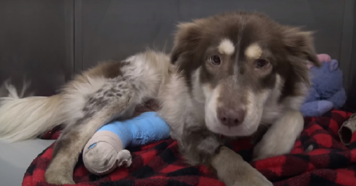 Trovano una cucciola di cane sotto un’auto, nel video tentano di salvarla ma scoprono qualcosa di sconcertante