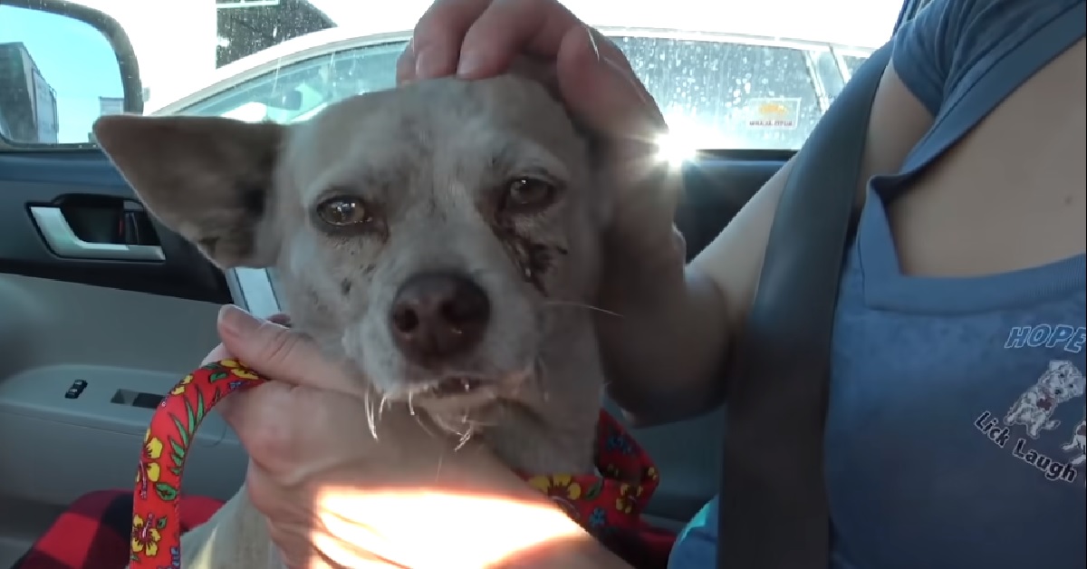 Trovano una cucciola di Chihuahua abbandonata, nel video scopriamo l’amaro perché