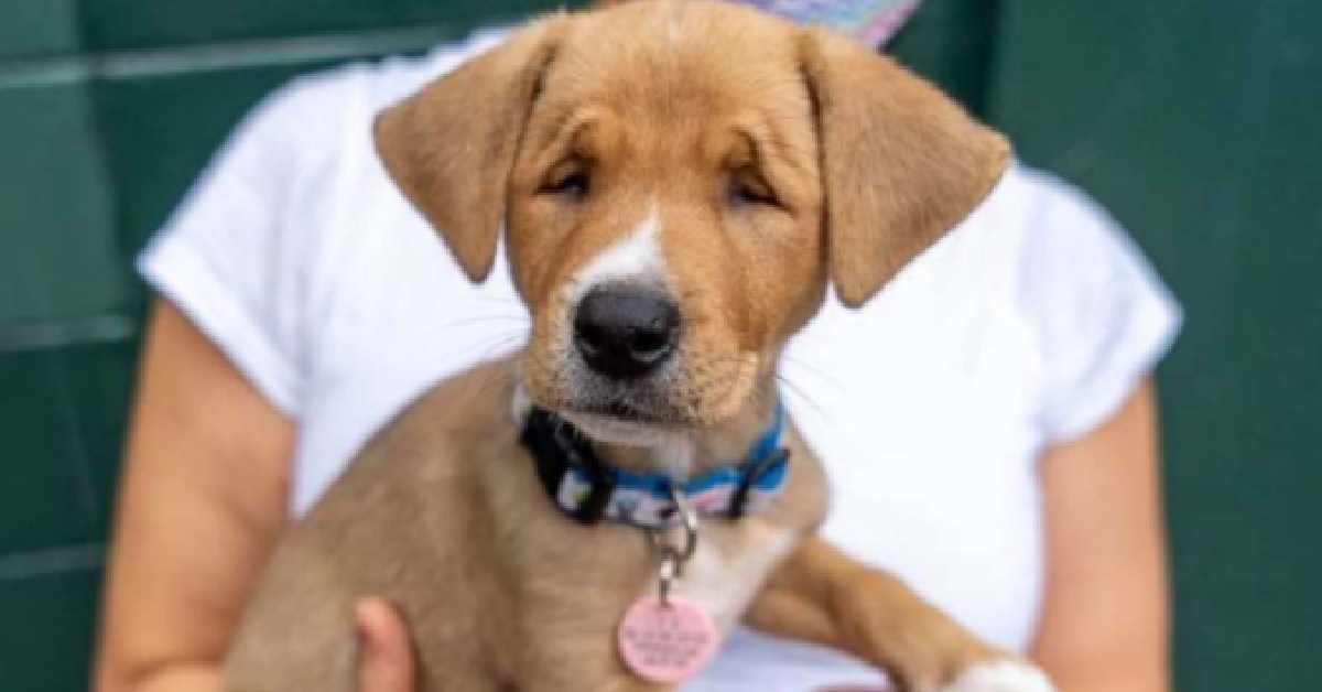 Trovarono il cucciolo di cane in una scatola, ecco cosa li spinse a salvarlo (FOTO)