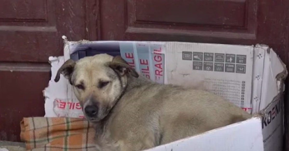 Un cucciolo di cane che ha vissuto per molti anni in strada trova finalmente famiglia (VIDEO)