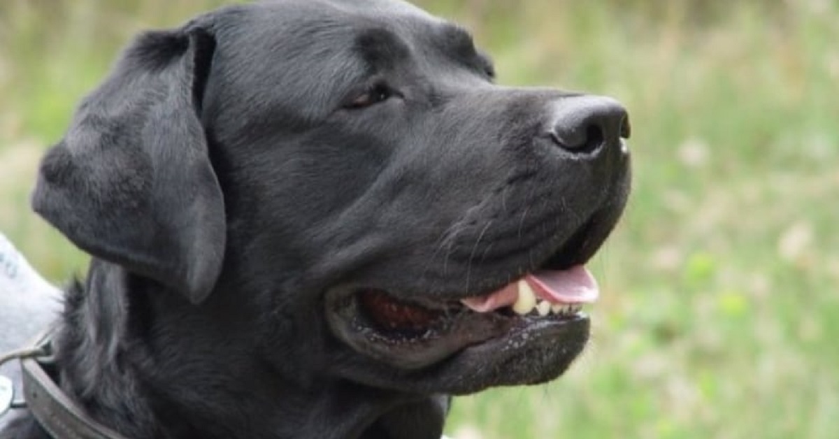 Trovato un cucciolo di cane sopra un ponte di 36 metri di altezza (VIDEO)