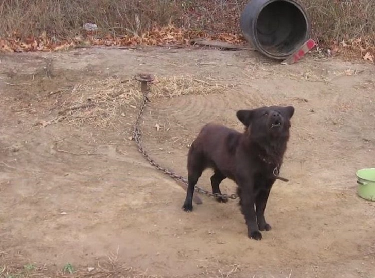 edith cucciola di cane senza cibo