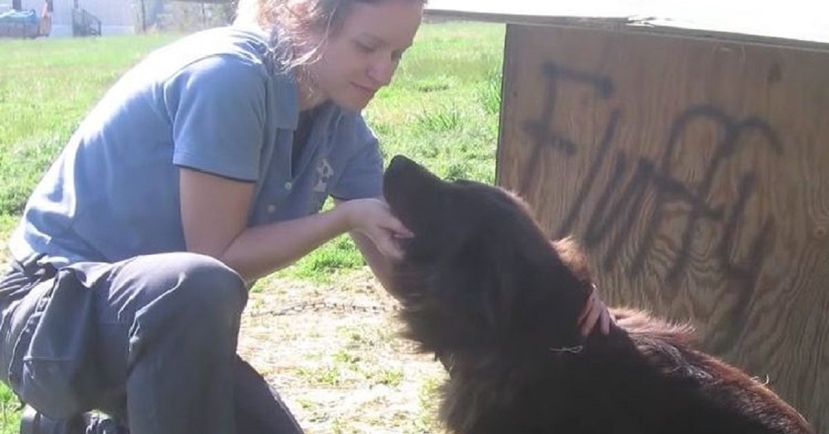 Trovò la cucciola di cane in condizioni assurde, poco poteva fare per salvarla ma poi accadde il miracolo