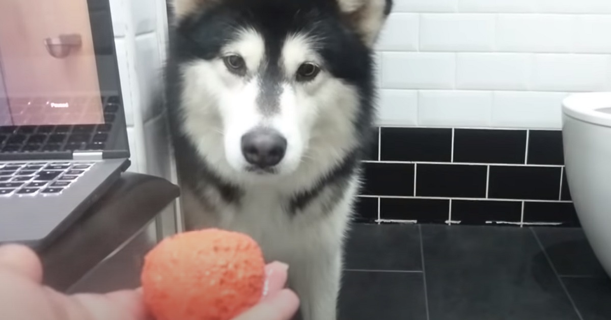 Un cucciolo di Alaskan Malamute ha paura delle bombe da bagno (VIDEO)