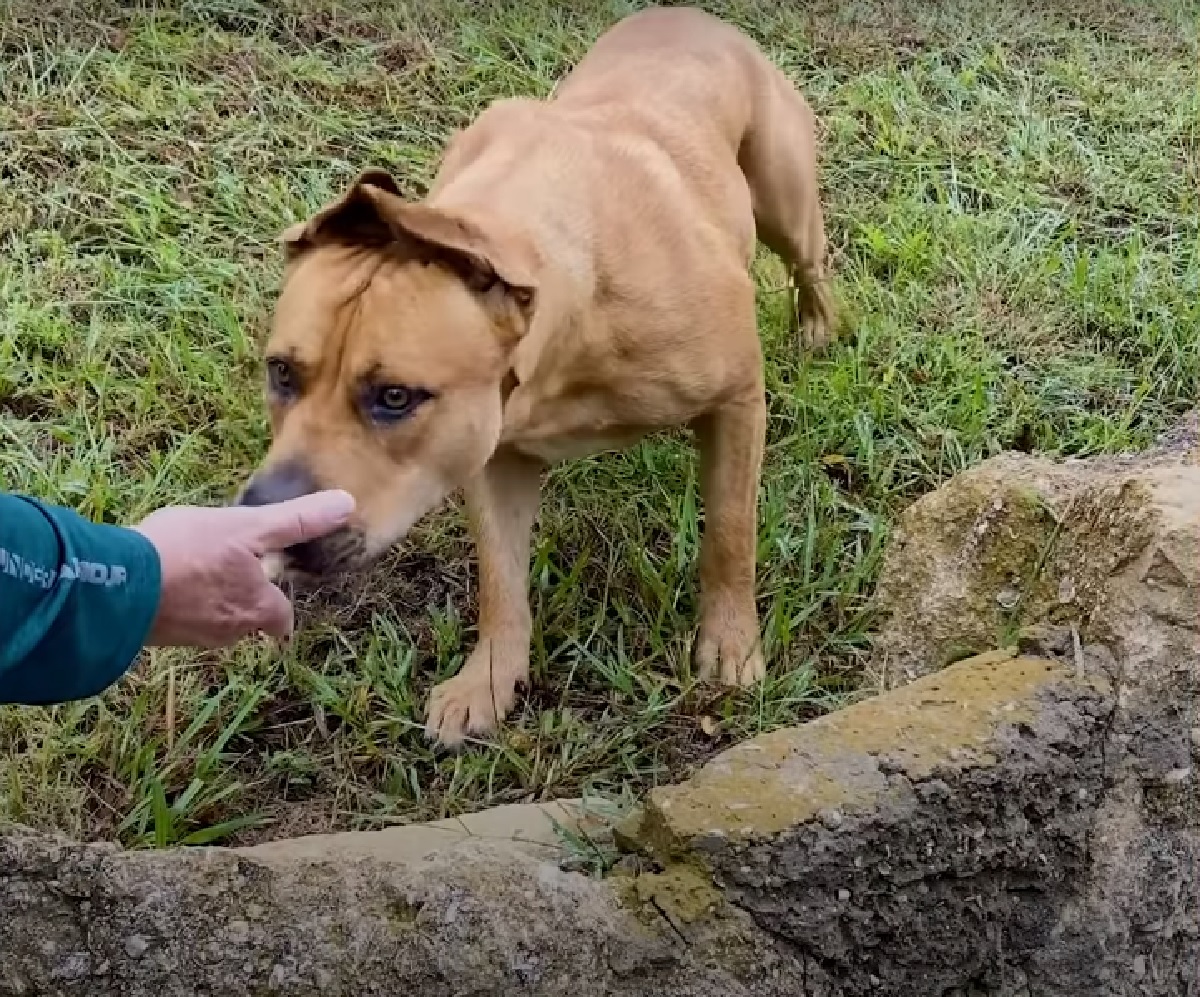 scooby cucciolo di cane tentativi famiglia