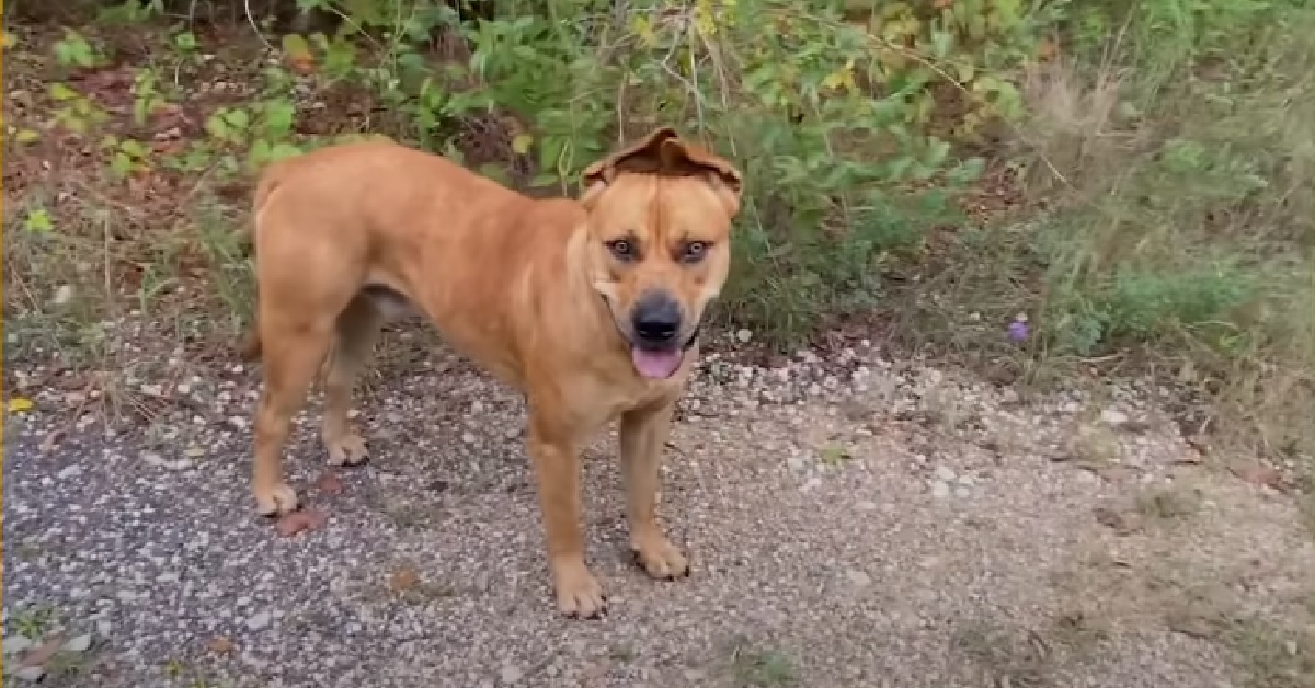 Un cucciolo di cane ci mette un anno per fidarsi di alcune persone, il video ci mostra la sua nuova vita