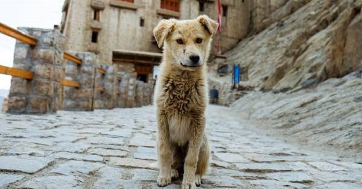 Un cucciolo di cane cieco cade dentro una fossa settica e viene salvato dai pompieri (VIDEO)