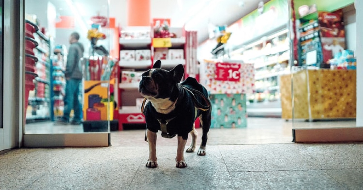 Un cucciolo di cane entra furtivamente nel negozio, il video ci chiarisce le sue intenzioni