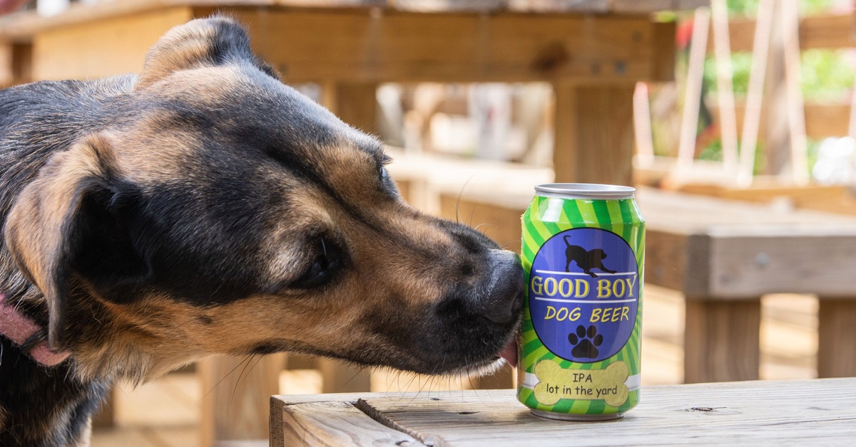Un cucciolo di cane fa il “barista” di casa e porta la birra al proprietario (VIDEO)