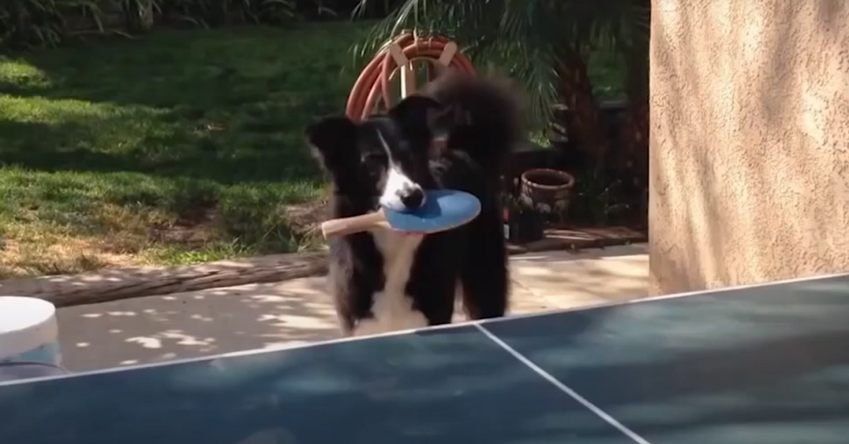 Un cucciolo di cane gioca a tennis da tavolo con il proprietario (VIDEO)