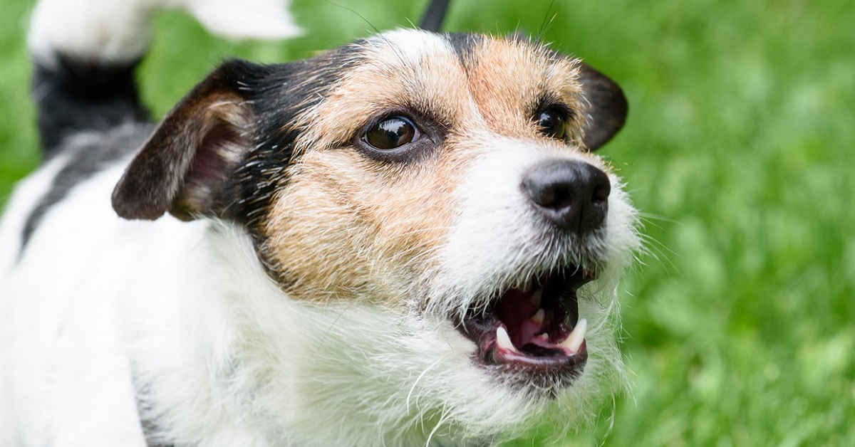 Un cucciolo di cane vede il proprietario dimagrito e non lo riconosce (VIDEO)