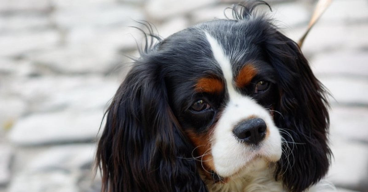 Un cucciolo di Cavalier King Charles ha paura del piccolo cane giocattolo (VIDEO)