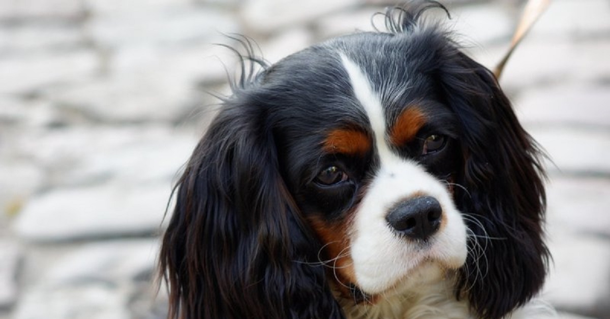 Un cucciolo di Cavalier King Charles ha paura del piccolo cane giocattolo (VIDEO)