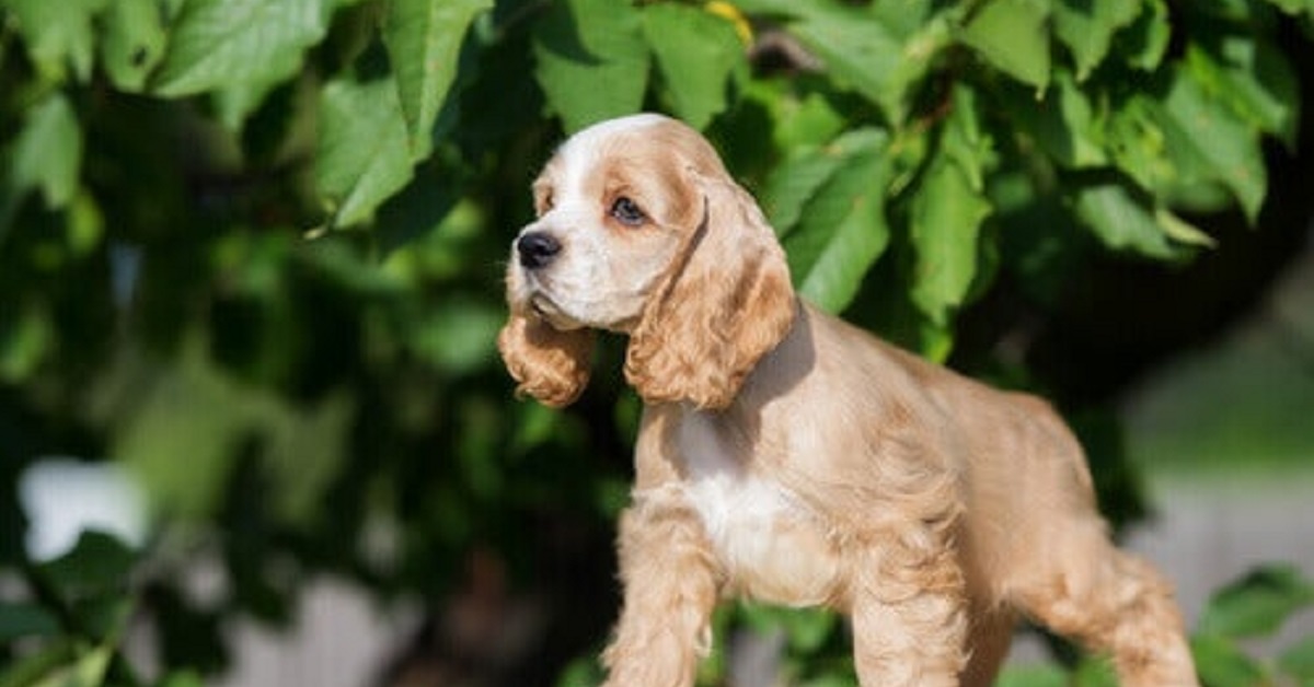 Un cucciolo di Cocker Spaniel perde 5 libbre di pelo e torna a vivere (VIDEO)