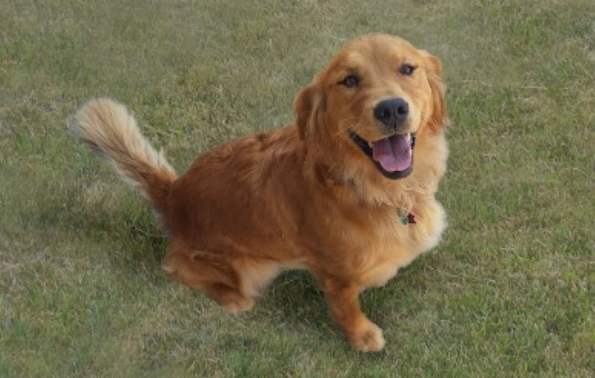 flauto cagnolino odio