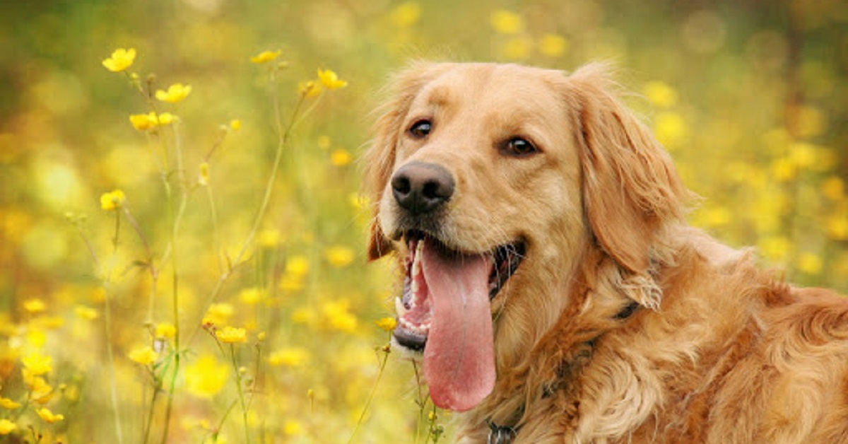 Un cucciolo di Golden Retriever “borbotta” quando sente il suono del flauto (VIDEO)