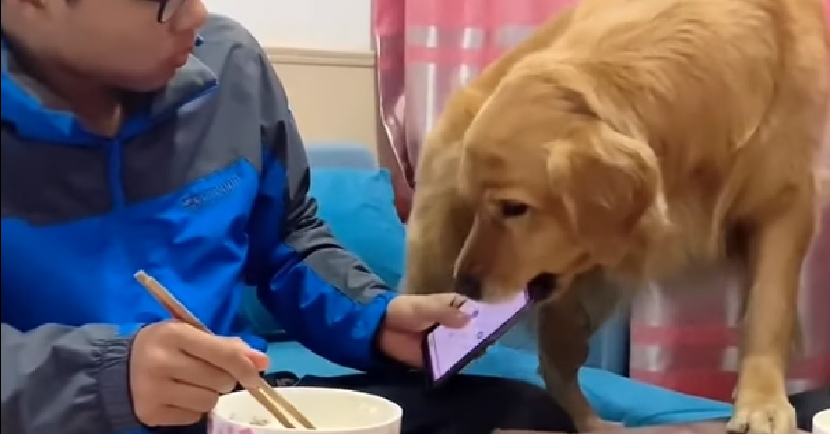 Un cucciolo di Golden Retriever non tollera l’uso del cellulare a tavola (VIDEO)