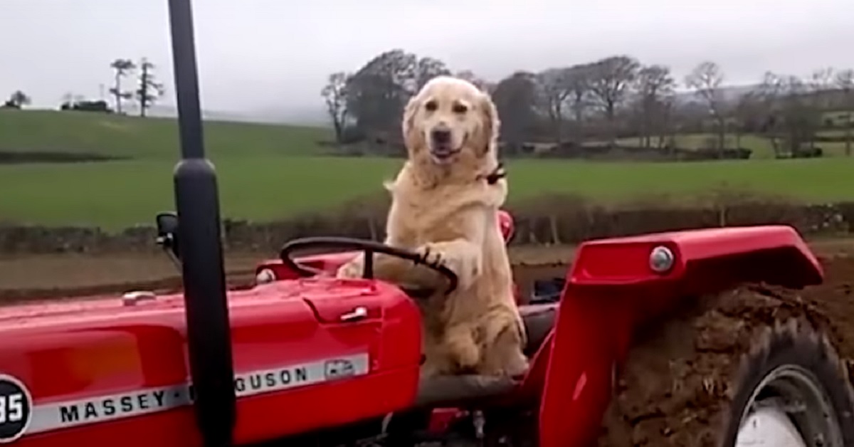 Un cucciolo di Golden Retriever si mette alla guida di un trattore (VIDEO)