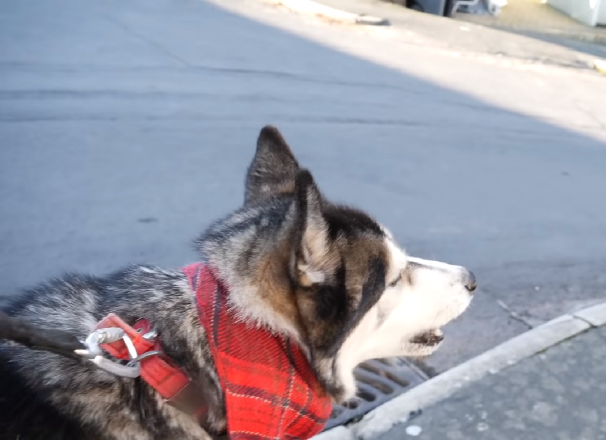 cucciolo di husky sente lupo mannaro